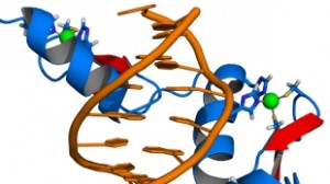 Zinc finger proteins (blue) bound to DNA (orange)