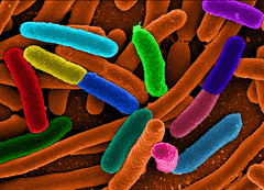 E.coli